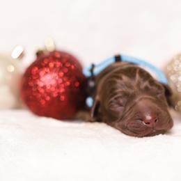 Labrador Retriever Puppies from AGL Retrievers