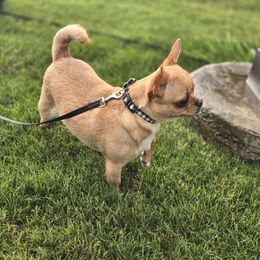 Drama - Chihuahua