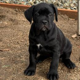 Cupid - Black female Cane Corso puppy in Utah from 3Lake Kennelz