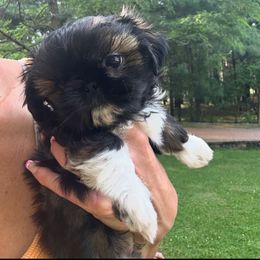Slapper - Sable and white female Shih Tzu puppy in Nekoosa, Wisconsin from Brox Acres House of Fur LLC