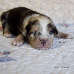 Stevie - Blue merle male Miniature Australian Shepherd puppy in Evant, Texas from Lazy VT Bar Ranch