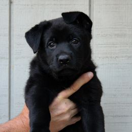 Brisk - Black German Shepherd puppy in Ore City, Texas from Feldwächter German Shepherds