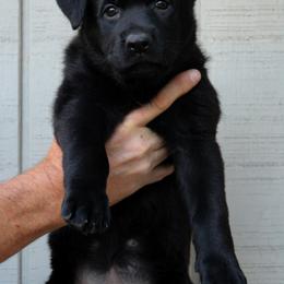 Brisk - Black German Shepherd puppy in Ore City, Texas from Feldwächter German Shepherds
