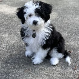 Aussiedoodle, Bernedoodle, and Goldendoodle Puppies from Flat Rock Doodles LLC
