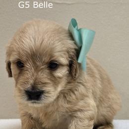 Girl 5 - Cream female Goldendoodle puppy in Milford, Michigan from Servant Kennel