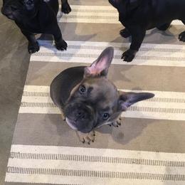 French Bulldog and Pembroke Welsh Corgi Puppies from Laurel Canyon Kennels
