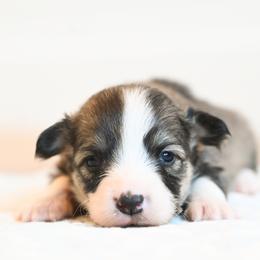 STORMY - Sable female Pembroke Welsh Corgi puppy in Mona, Utah from Sorensen Corgis