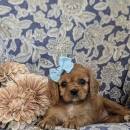 Paige - Ruby female Cavalier King Charles Spaniel puppy in Elk Grove, California from Country Charm Cavaliers