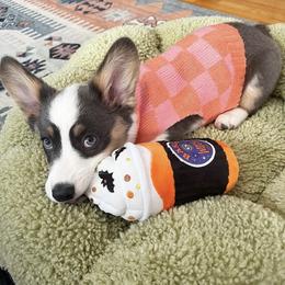 Pembroke Welsh Corgi Puppies from Chase Em All Corgis