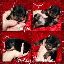Eclipse - Black and tan female Pomeranian puppy in Anna, Texas from Fantasy Pomeranians & Fantasy Aussies