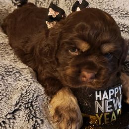 Girl 1 - Brown and tan Cocker Spaniel puppy in Gainesville, Florida from Lady's Cocker Spaniels