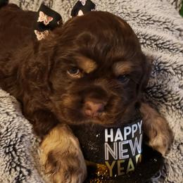 Girl 1 - Brown and tan Cocker Spaniel puppy in Gainesville, Florida from Lady's Cocker Spaniels