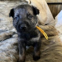 Yellow Collar - Sable male German Shepherd puppy in Punta Gorda, Florida from Blitzenhaus Working Dogs-Home of the Working Czech Shepherd and Rottweiler