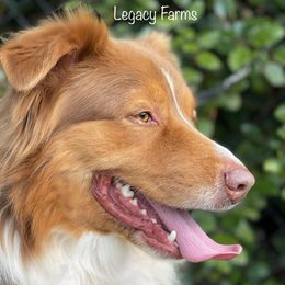 Ketch - Australian Shepherd