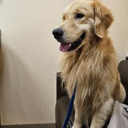 Cosmo - Golden male Golden Retriever puppy in Los Angeles, California from Sea Air Goldens