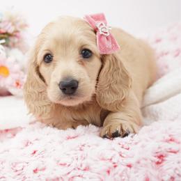 Addison - Cream female Dachshund puppy in Big Rapids, Michigan from 30 Acre Woods Dachshunds