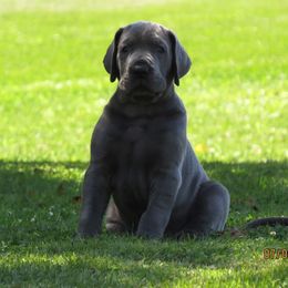 Great Dane Puppies from WYSIWYG Great!Danes