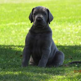 Great Dane Puppies from WYSIWYG Great!Danes
