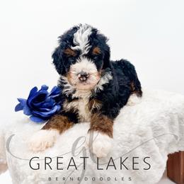 Spur - Tri-color male Bernedoodle puppy in Baroda, Michigan from Great Lakes Bernedoodles