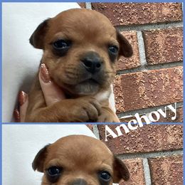 Anchovy - Red male Staffordshire Bull Terrier puppy in Monroe, Georgia from Irresistibull Staffords
