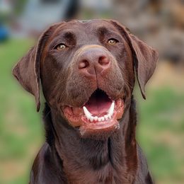 Double Doodle and Labrador Retriever All Grown Up from McCreary Highlander Labradors