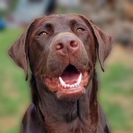 Double Doodle and Labrador Retriever All Grown Up from McCreary Highlander Labradors