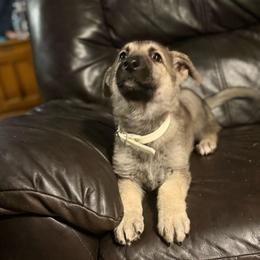 Mr Attitude - Sable male German Shepherd puppy in Yuba City, California from Barton’s German Shepherds