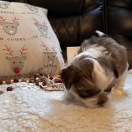Shih Tzu Puppies from Wood Foo Breeders