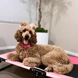 Zoe - Poodle