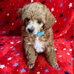 Lt. Blue Collar - Red  male Poodle puppy in Huntsville, Alabama from Flint River Poodles