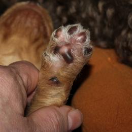 Goldendoodle Puppies from Pampered Paws Pet Massage / Jaynie's Pack of Doodles