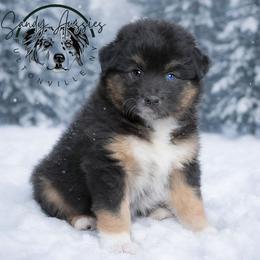 Cosmo - Black tri-color male Australian Shepherd puppy in Fultonville, New York from Sandy Aussies & Pomeranians