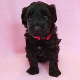 Miniature Schnauzer Puppies from Great Basin Miniature Schnauzers
