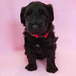 Miniature Schnauzer Puppies from Great Basin Miniature Schnauzers