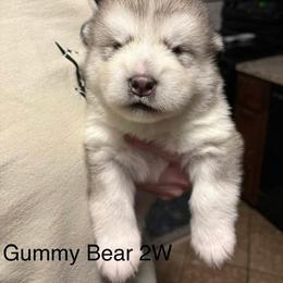 Gummy Bear - Gray and white male Alaskan Malamute puppy in Indianapolis, Indiana from Kasaan Alaskan Malamutes