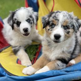 Australian Shepherd Puppies from Bedtime Story Australian Shepherds