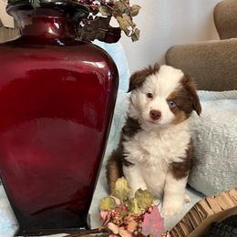 Miniature Australian Shepherds from April Meadows Farm