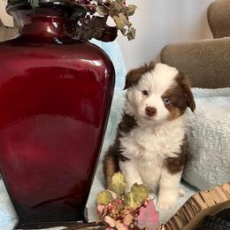 Miniature Australian Shepherds from April Meadows Farm