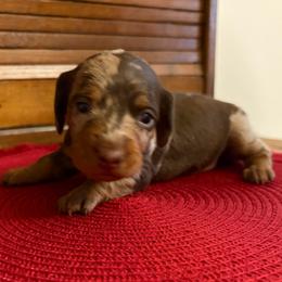 Brittany - Dapple female Dachshund puppy in Olathe, Colorado from Rocking LJ Breeding