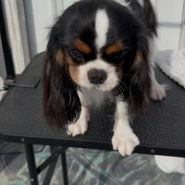 Cavalier King Charles Spaniel puppies from Stardom Chihuahuas