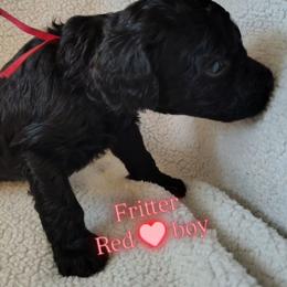 Fritter - red boy - Black male Goldendoodle puppy in Stevensville, Montana from 3 Willows Doodles