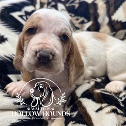 Paisley - Lemon and white female Basset Hound puppy in Richmond, Kentucky from Walters Hollow Hounds
