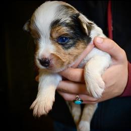 Gus - Blue merle male Miniature American Shepherd puppy in Valley Springs, California from Raindance Ranch