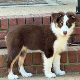 Holly - Red tri-color female Australian Shepherd puppy in Anniston, Alabama from All Hale Aussies