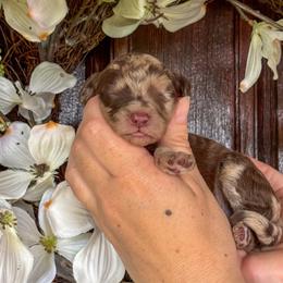Dozer - Chocolate male Goldendoodle puppy in Enumclaw, Washington from Owen-a-Doodle