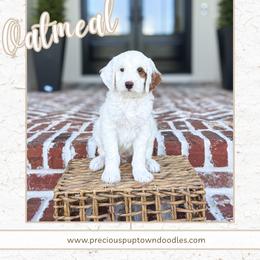 Oatmeal - Parti male Goldendoodle puppy in Bell Buckle, Tennessee from Precious Puptown Doodles