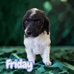 Friday - Parti male Poodle puppy in Port Orange, Florida from Daytona’s Standard Poodles