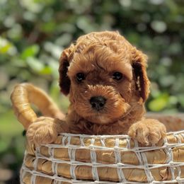 Girl 1 - Red female Cavapoo puppy in La Vernia, Texas from Texas Teddy Bears