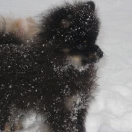 Pomeranians from Love 4cPaws