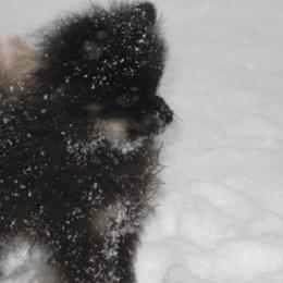 Pomeranians from Love 4cPaws